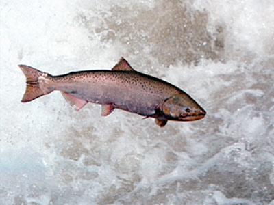 salmon population 1
